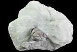 Wide Enrolled Flexicalymene Trilobite - Mt Orab, Ohio #85629-1